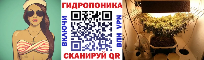 Канабис OG Kush  Чулым 